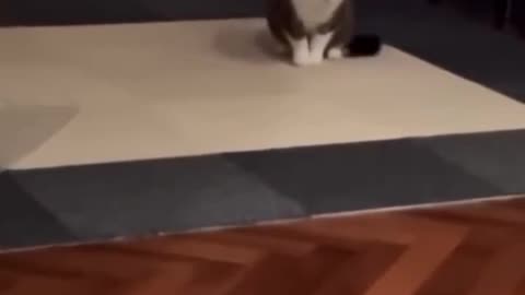 Cat move funny videos