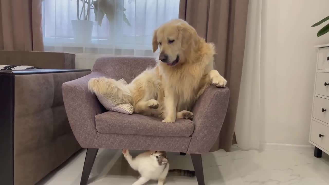 Funny Kitten Annoys Golden Retriever