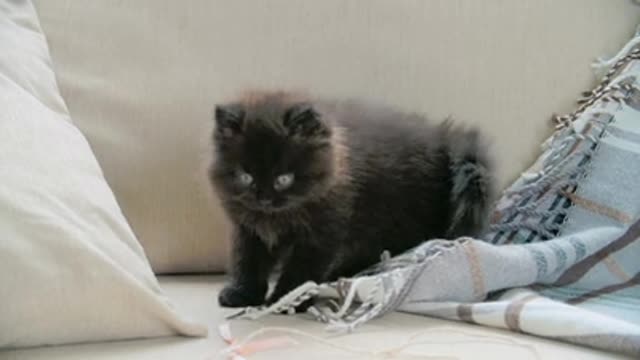 Brown cat playing on the sofa .