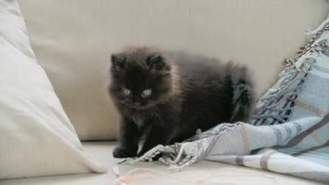 Brown cat playing on the sofa .