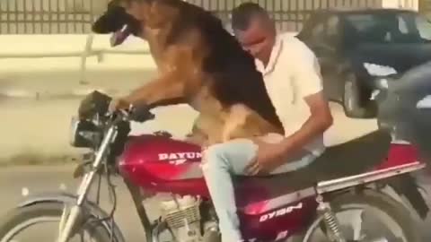 The German Shepherd picked up his drunk master on his motorcycle