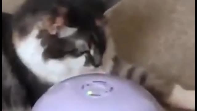 Impossibly funny cat