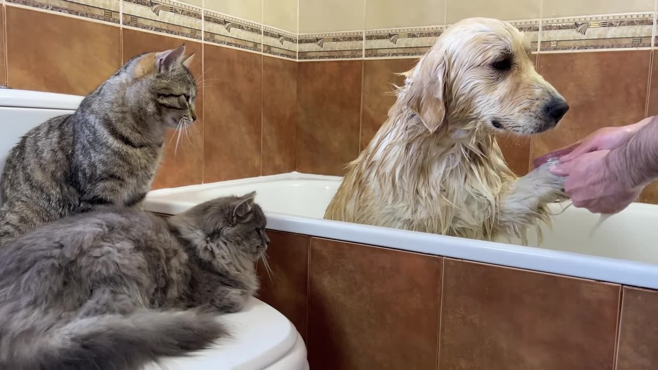 Golden Retriever Takes Bath Only with the Support of His Cats