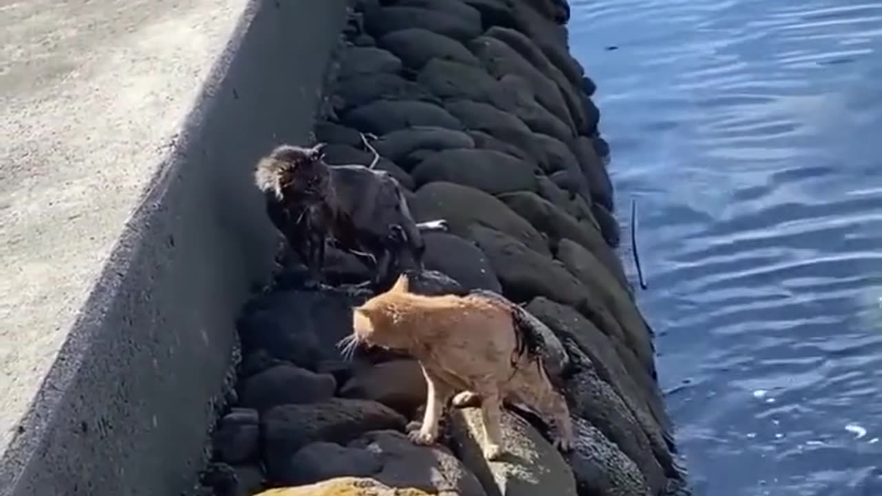 Enough ðŸ˜