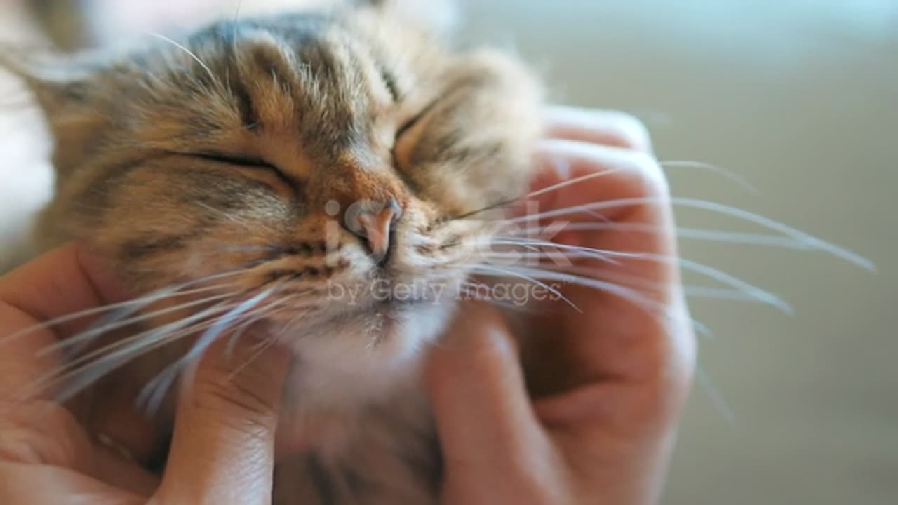 Cat relaxing and getting massage on face