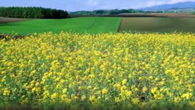 I am a small rape flower yellow, living in the hometown of the beautiful river