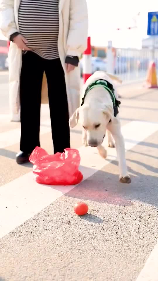 SMART DOG HELP PREGNANT WOMAN PICK UP THE ORANGE ON THE GROUND.mp4