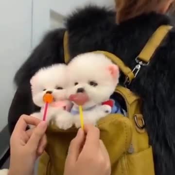 So cute #shorts #dogs