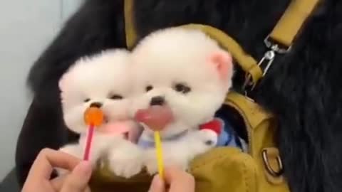 So cute #shorts #dogs