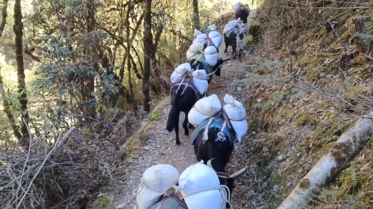 Yak used for transport