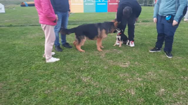 Milo The German Shepherd and Friends Taking a Break from Training Class