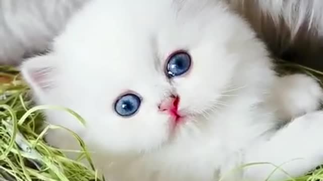 Cute little kitten with Blue eyes