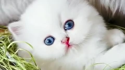 Cute little kitten with Blue eyes