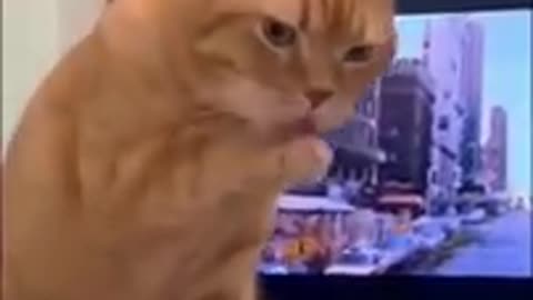 Funny Animal Videos
