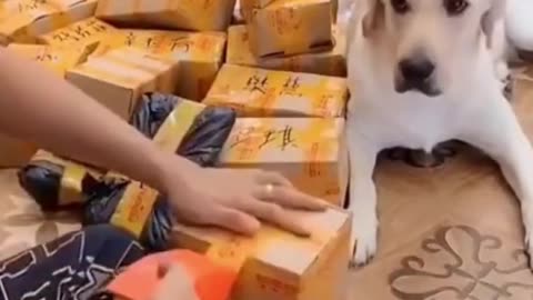 Funny but clever dog helps its owner.