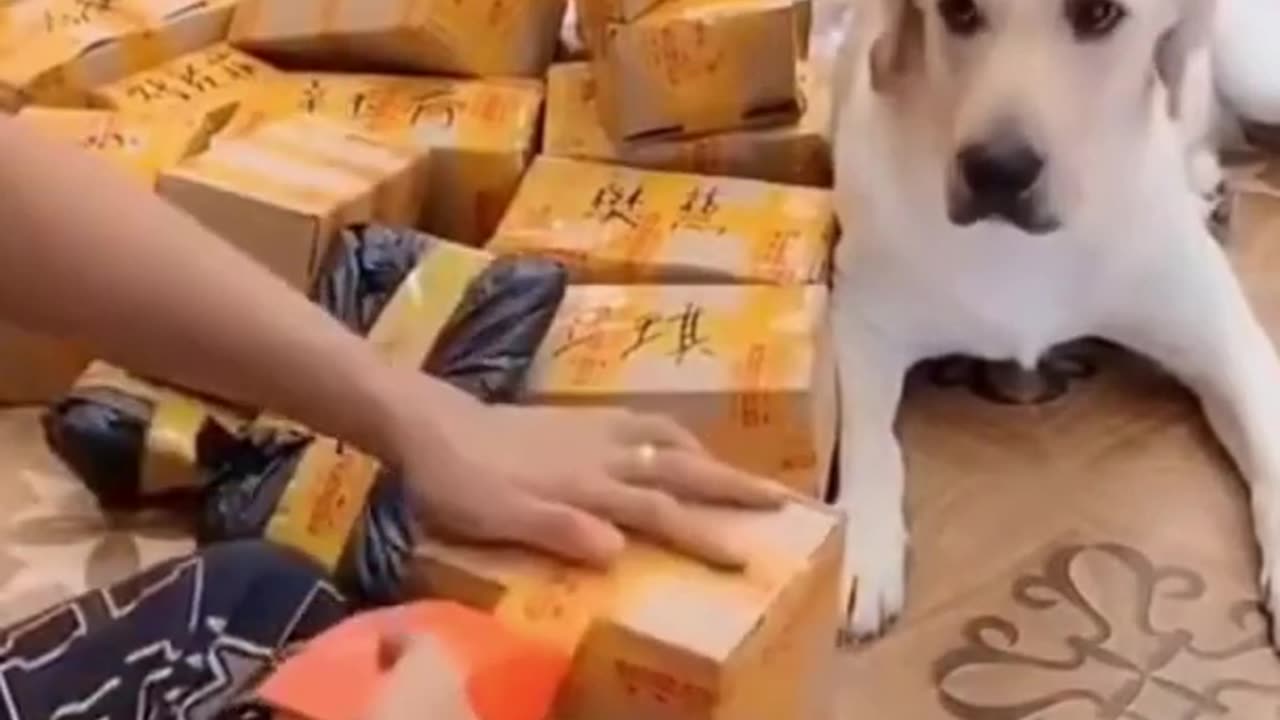 Funny but clever dog helps its owner.