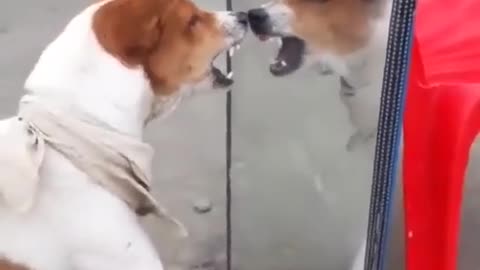 Funny dog 😂 video