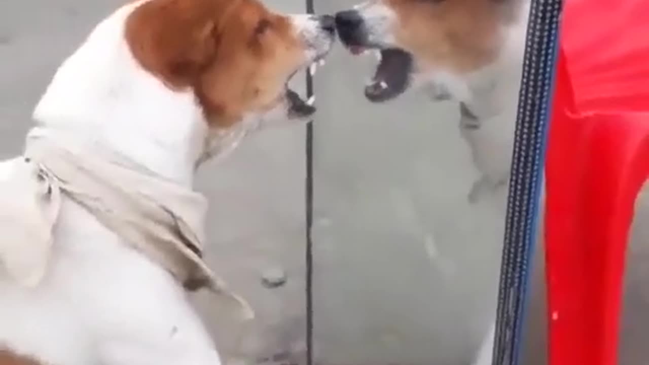 Funny dog 😂 video