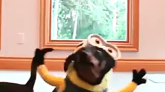 Funny video