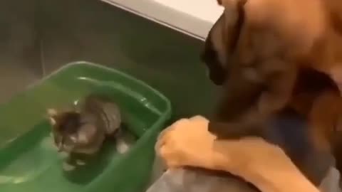 Dog petting kitten