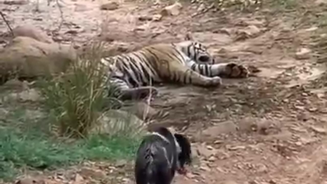 Tiger killed dog at zone 2 Ranthambore National Park, Tiger attack dog #Shorts