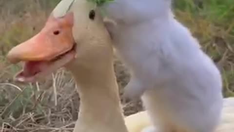 Rabbit video