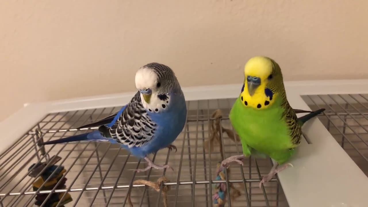 Two birds speak to each other