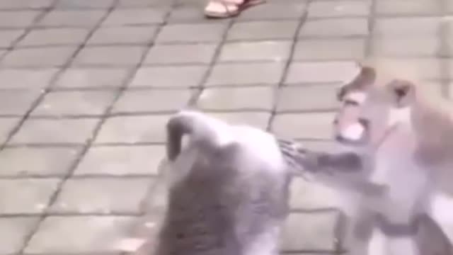 Funniest Animals 🐧 - Best Of The 2020 Funny Animal Videos 😁 Cutest Animals Ever