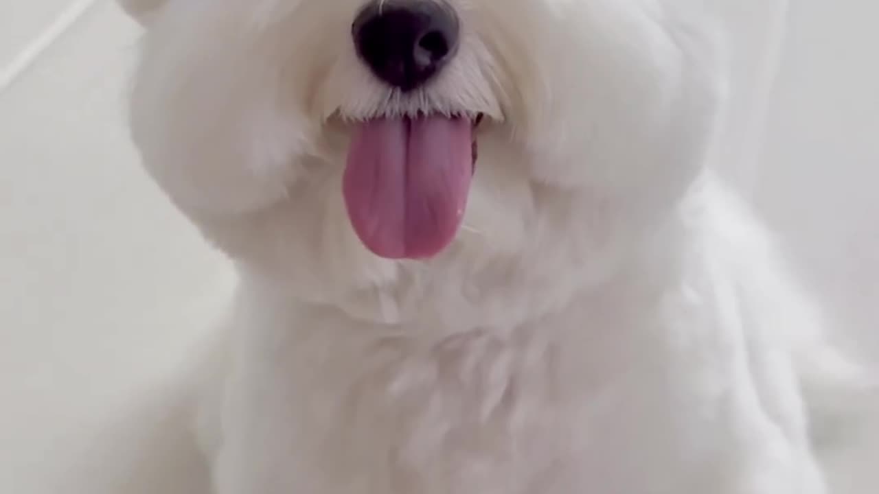 Very Cute Dog