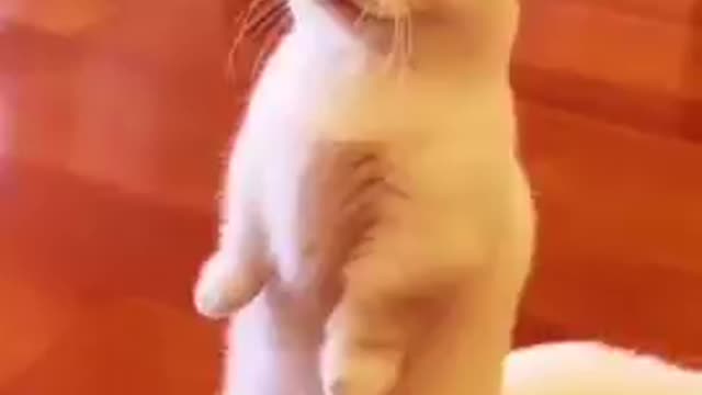 Cat funny video cat's meow meow meow meow 😺😺😺😺