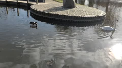 Swan in the lake