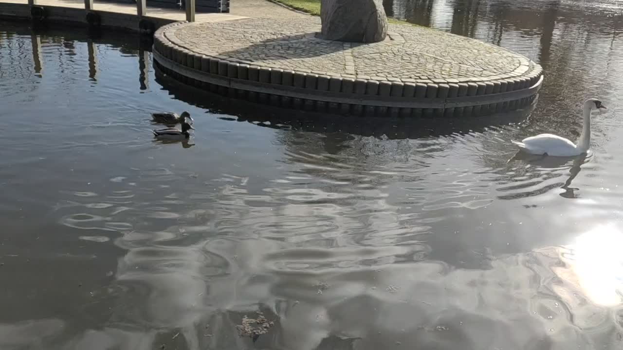 Swan in the lake