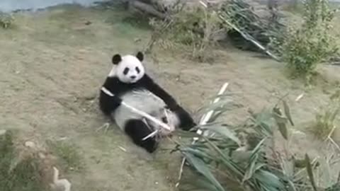 giant pandas