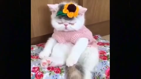 funny cat videos…