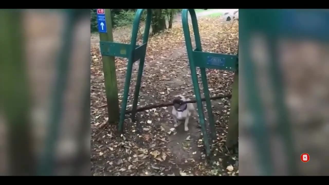 Funny cats video