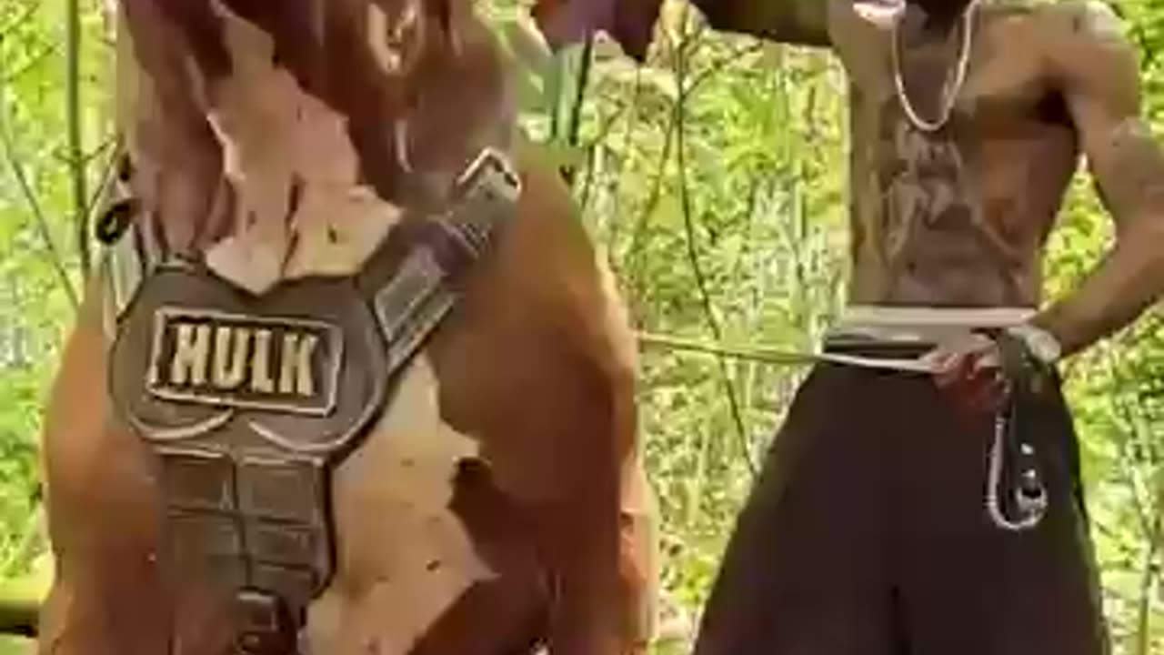 Hulk pitbull .