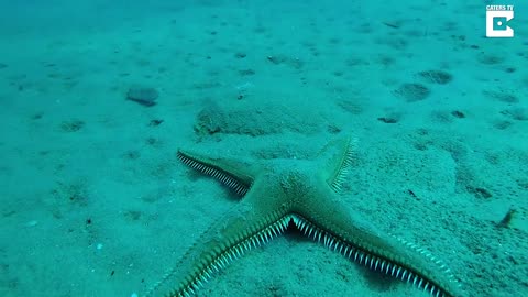 Starfish With Feet Walks Along Seabed