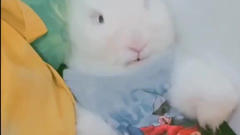 over cute bunny