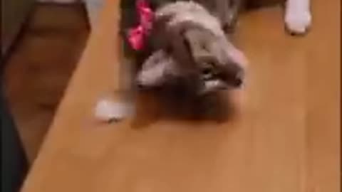 Funny animals 🐒 prank videos a