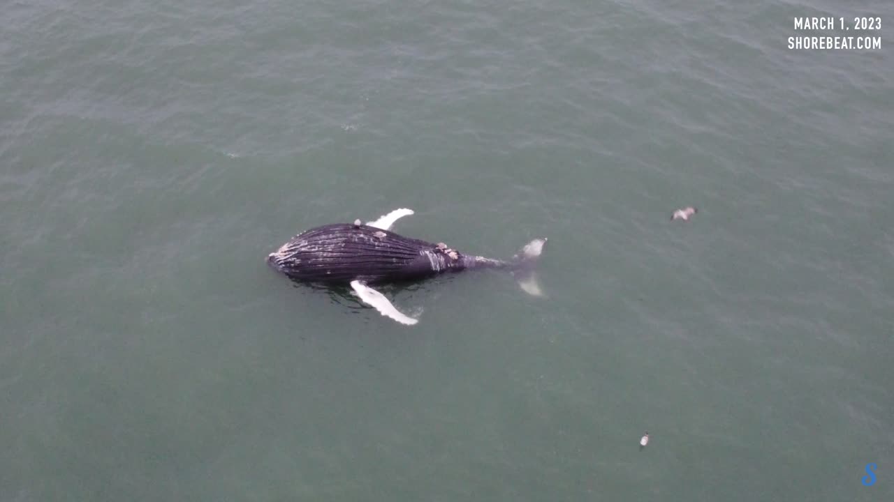 Deceased Humpback Whale Floats Off Jersey Shore Beach