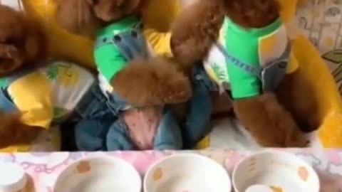 cute dogs and puppies doing funny things. compilation 2021