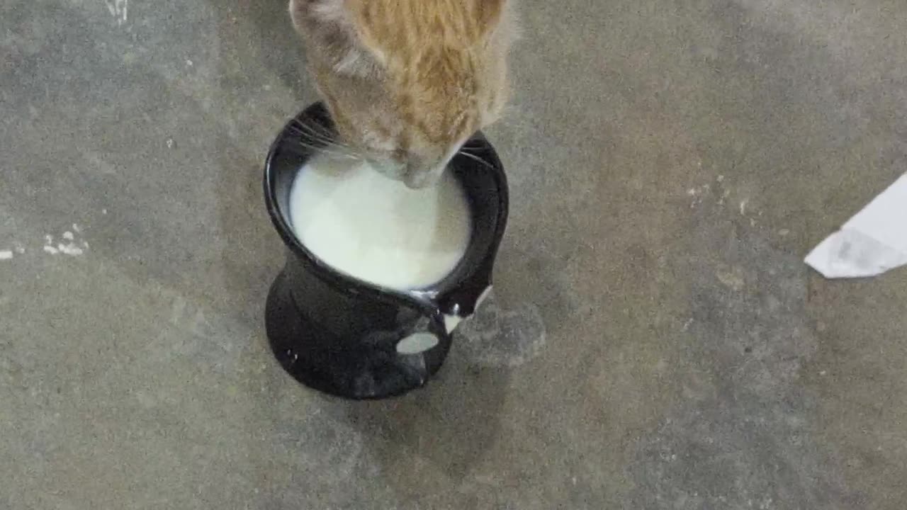 Innocent cat