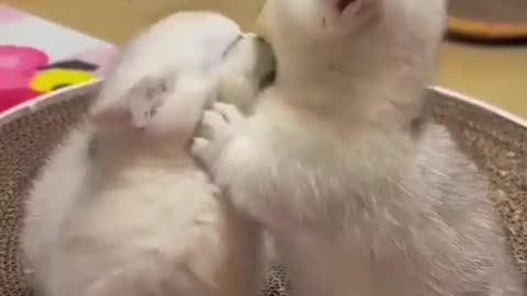 little cat love #cat #love #whitekitten