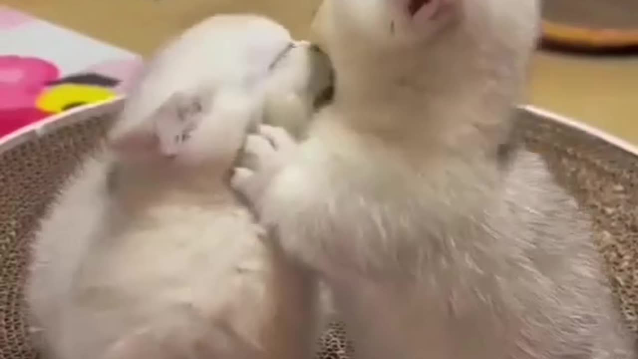 little cat love #cat #love #whitekitten