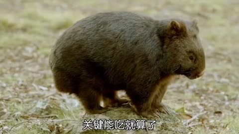 Wombat