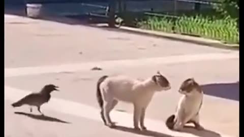 Cat fight funny