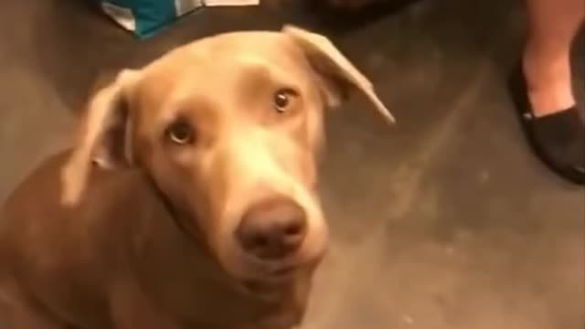 Dog Bites Cabo, Sweet Dog - TikTok Dogs (#Funny #Animals #420)