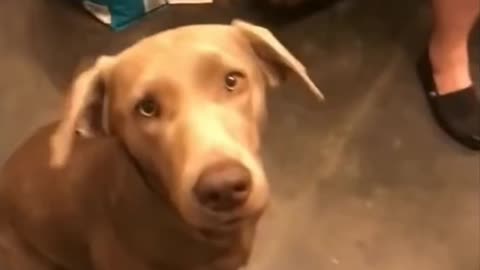 Dog Bites Cabo, Sweet Dog - TikTok Dogs (#Funny #Animals #420)