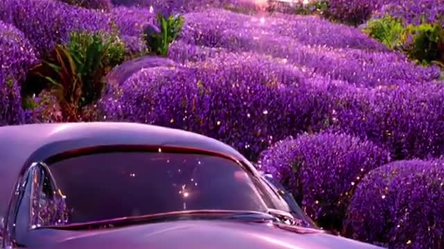 #beautifulscenery #fllowers #sky #butterfly #sea #cars