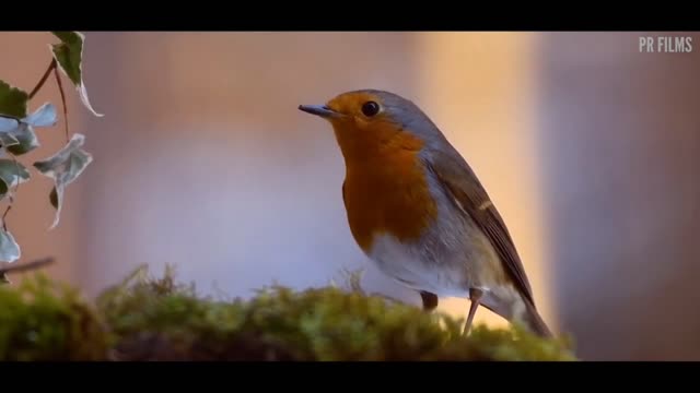 Amazing nature relaxing bird